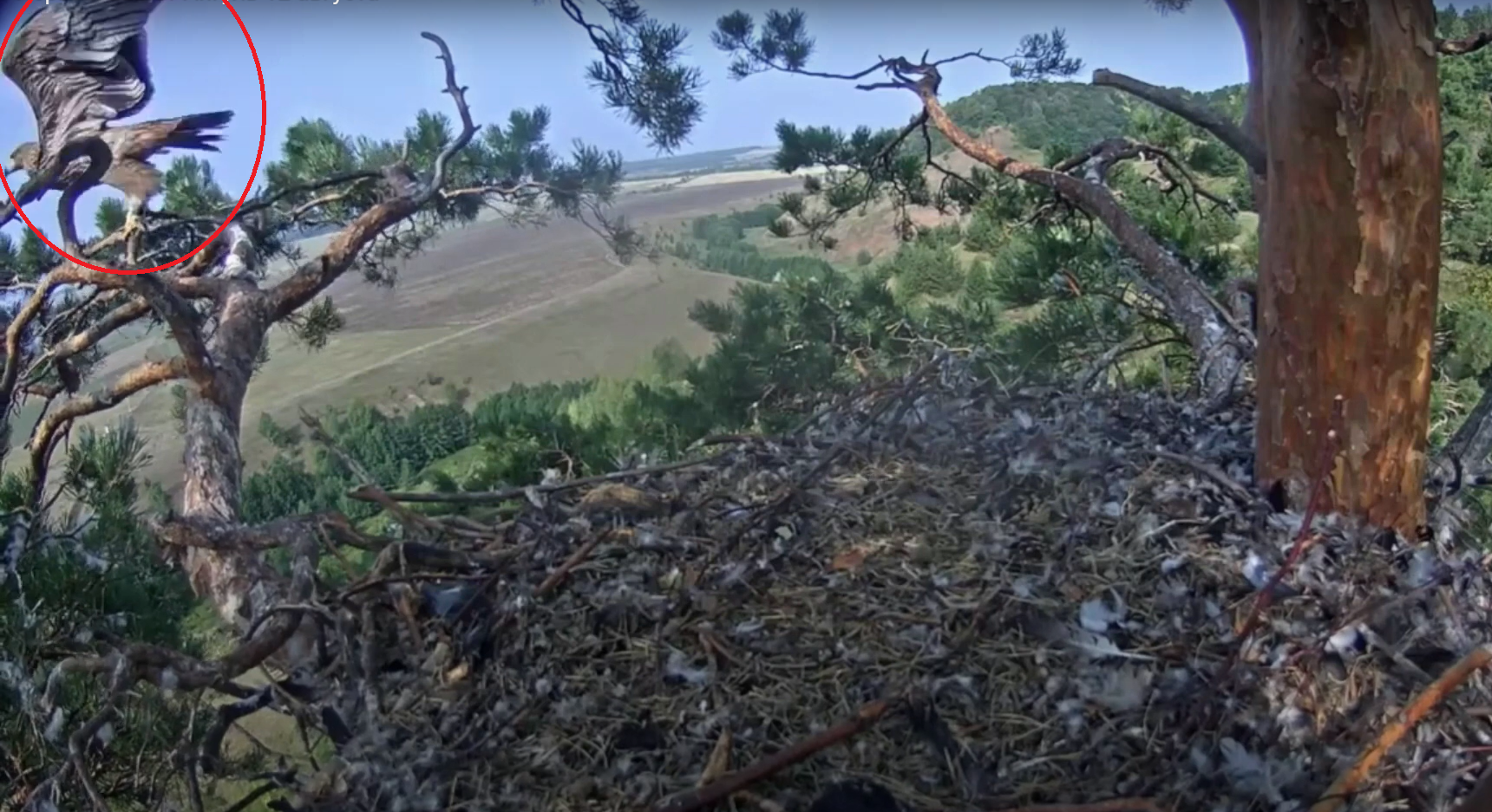 Птенцы пары солнечных орлов в Альметьевском районе первый раз вылетели из гнезда